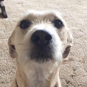 Meet your Posher, Casey